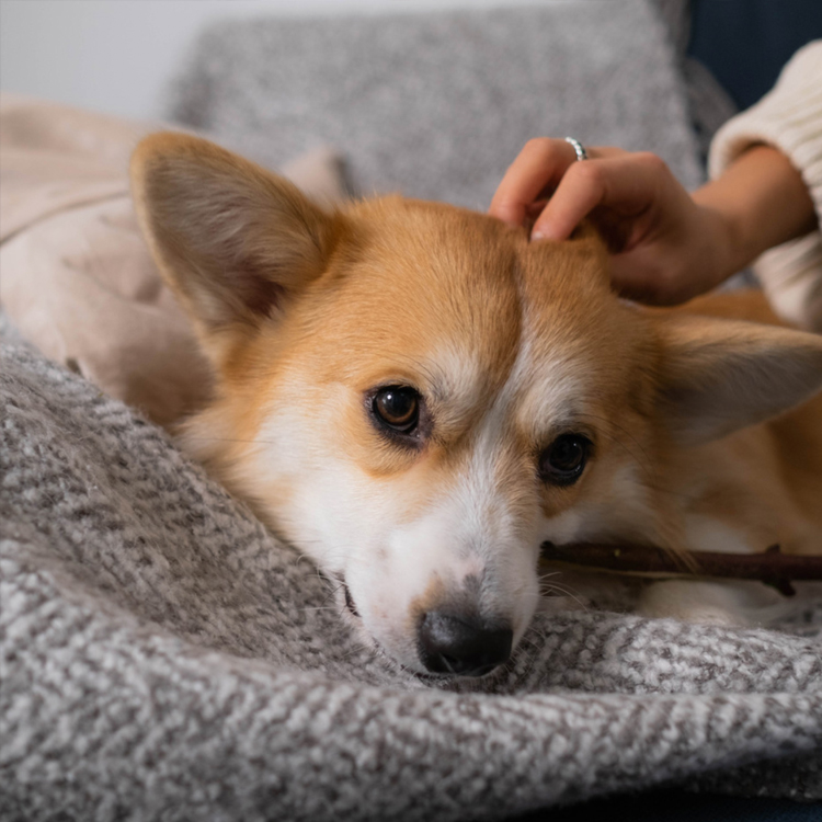 Furry Friends Foster Fitness