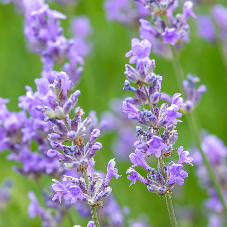 Love Lavender